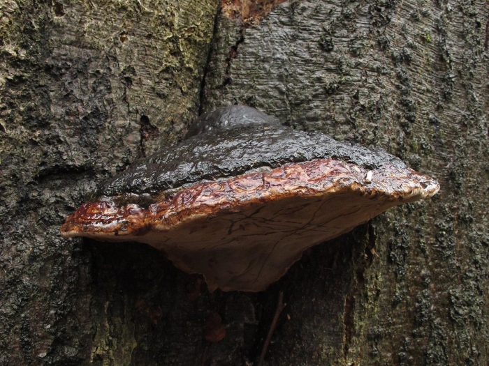 Fomitopsis pinicola