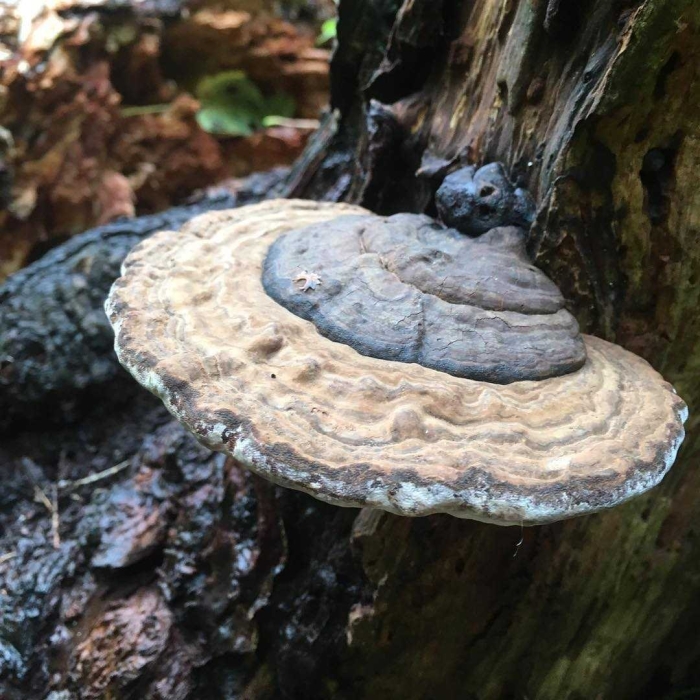 Трутовик обыкновенный fomes fomentarius