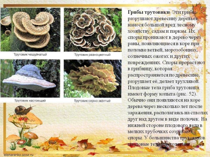 Трутовик гриб паразит