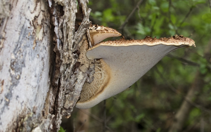 Polyporus squamosus