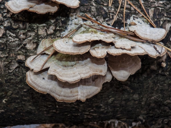 Трутовик трихаптум