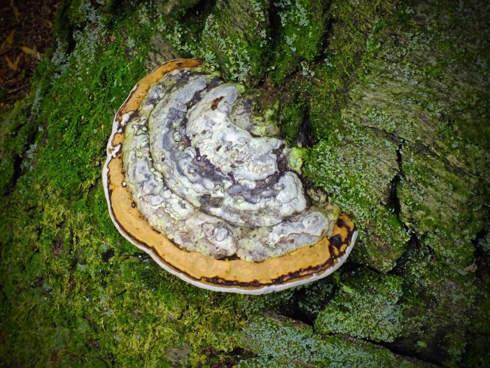 Гриб fomitopsis pinicola