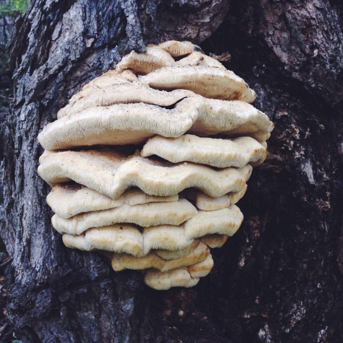 Климакодон северный трутовик