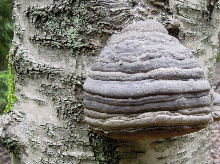 Трутовик обыкновенный fomes fomentarius гриб