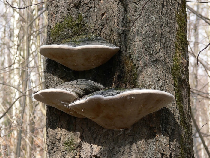 Трутовик ложный черноватый