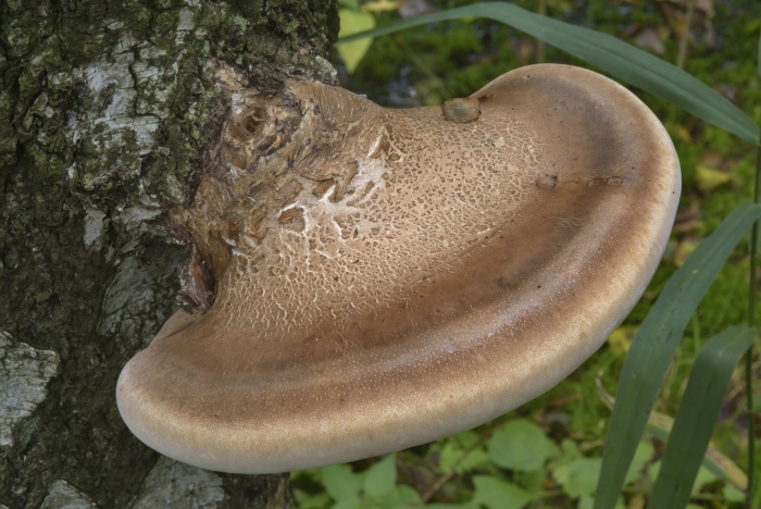 Piptoporus betulinus