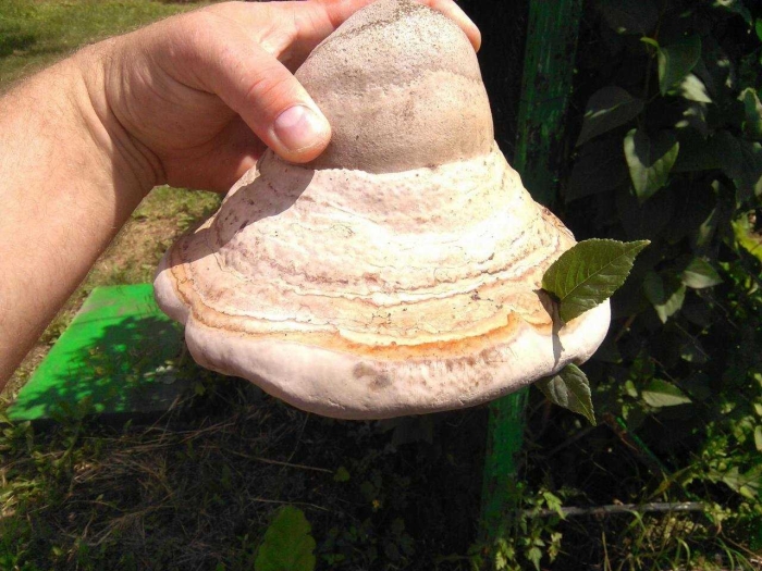 Трутовик обыкновенный fomes fomentarius гриб