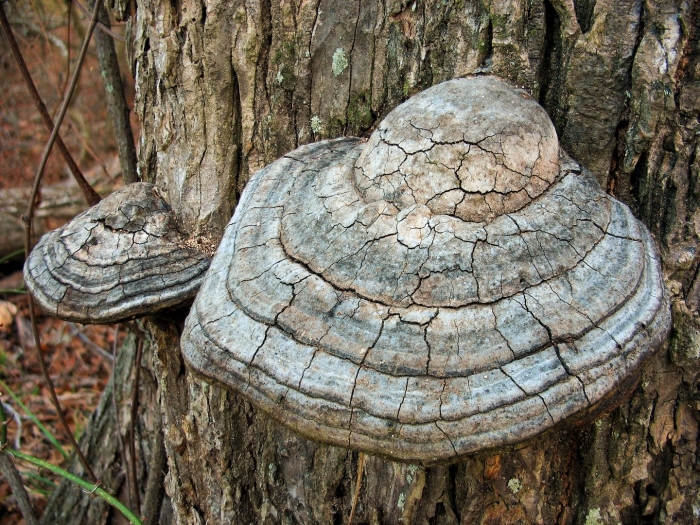 Трутовик настоящий fomes fomentarius