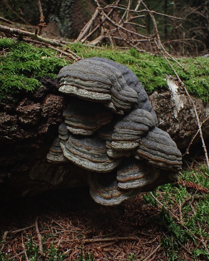 Fomes fomentarius