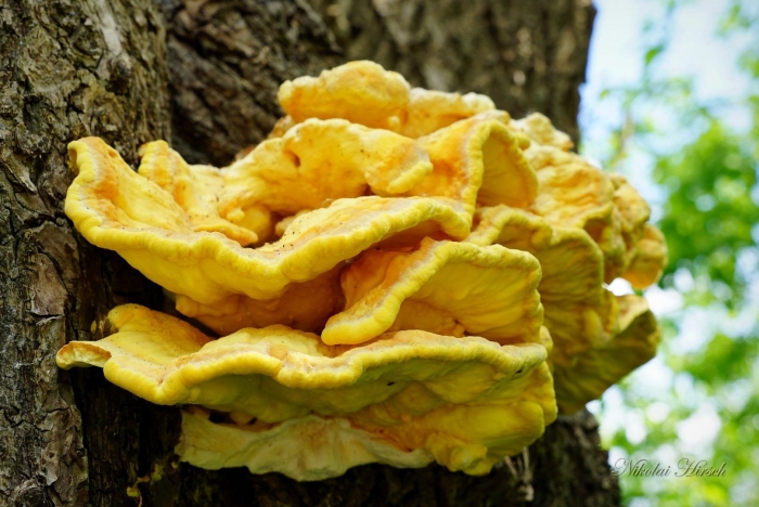 Серно желтый трутовик