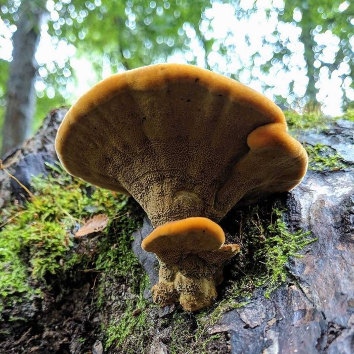 Трутовик швейница