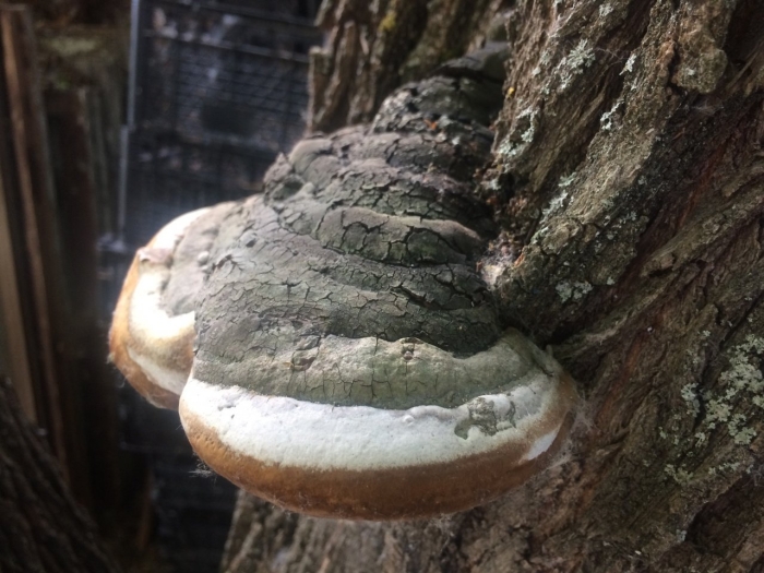 Phellinus igniarius трутовик ложный