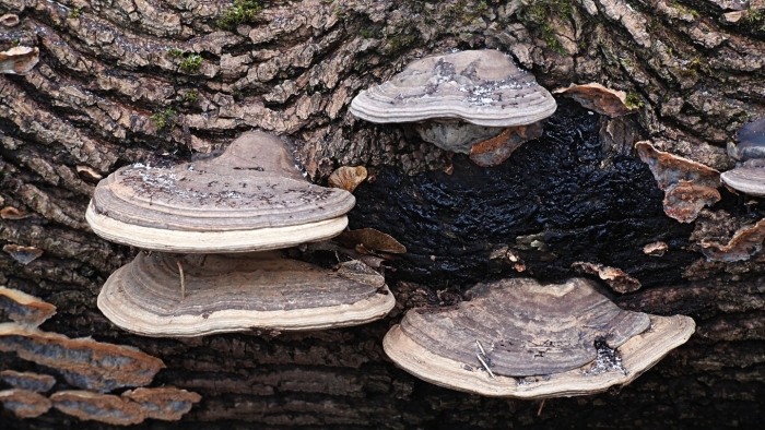 Трутовик скошенный чага