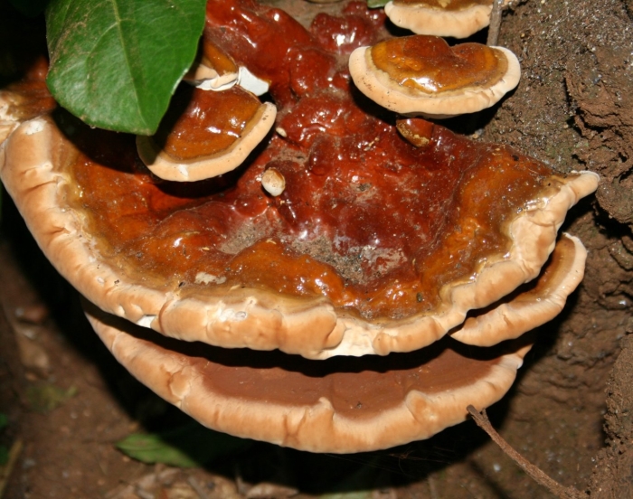 Трутовик лакированный ganoderma lucidum