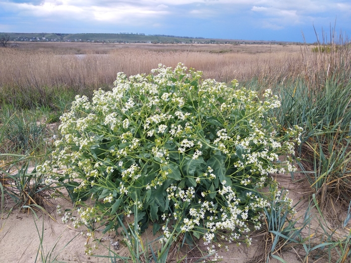 Катран приморский растение