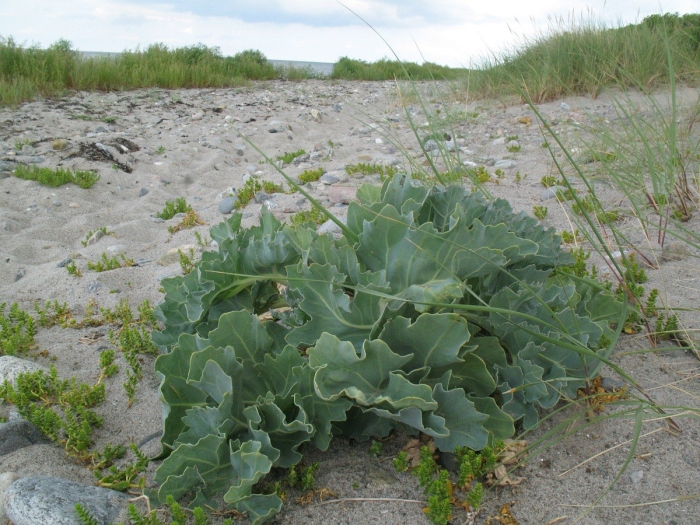 Crambe cordifolia