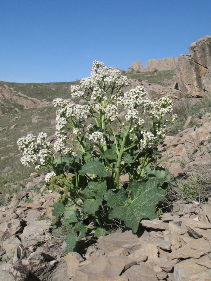 Катран (crambe cordifolia)