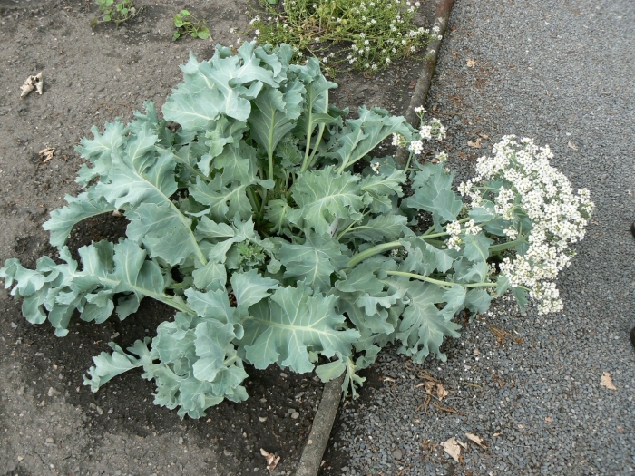Катран crambe maritima