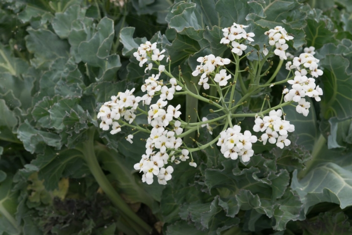 Катран crambe maritima