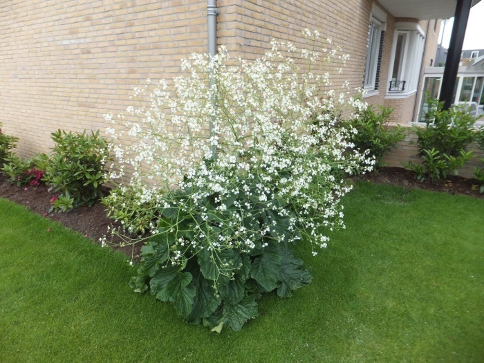 Crambe cordifolia plant