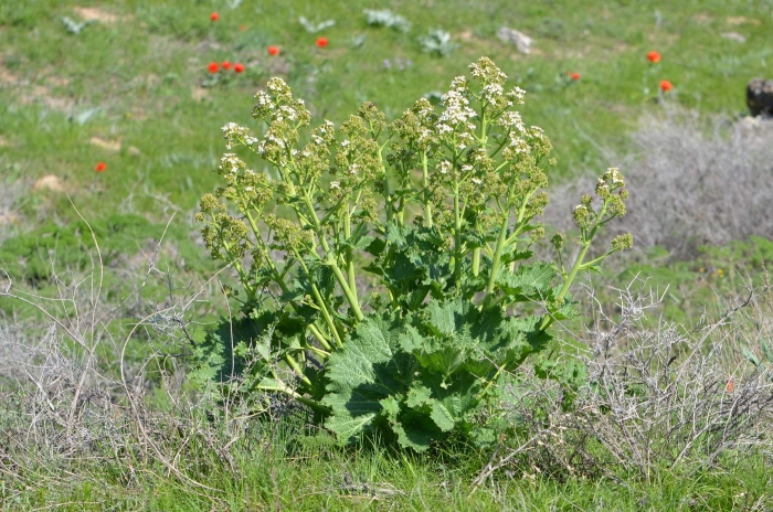Alchemilla vulgaris