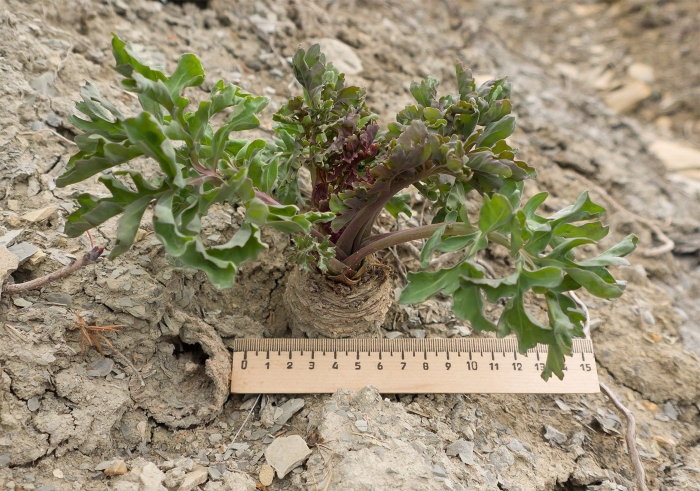 Катран понтийский