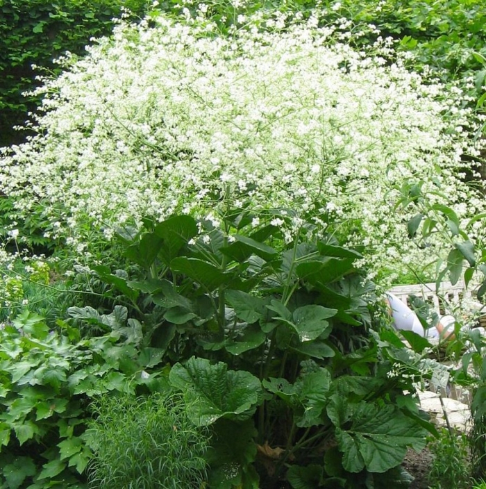 Катран (crambe cordifolia)