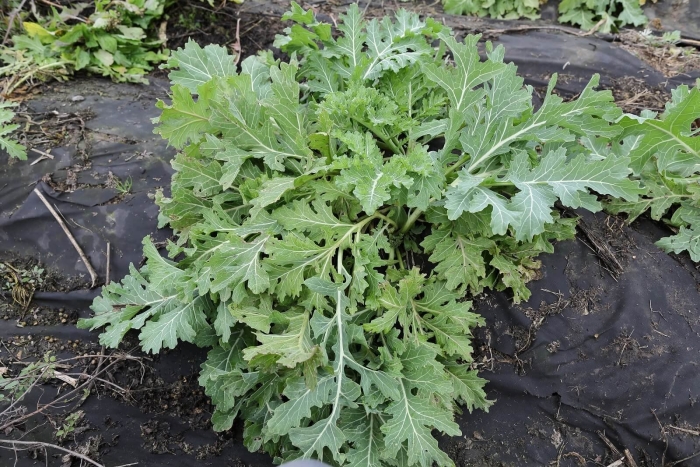 Катран пикадром