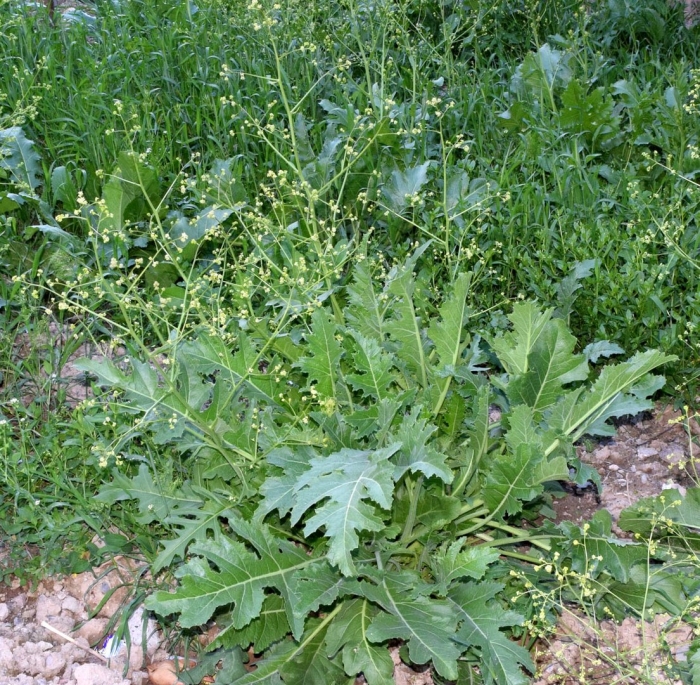 Латук компасный lactuca serriola