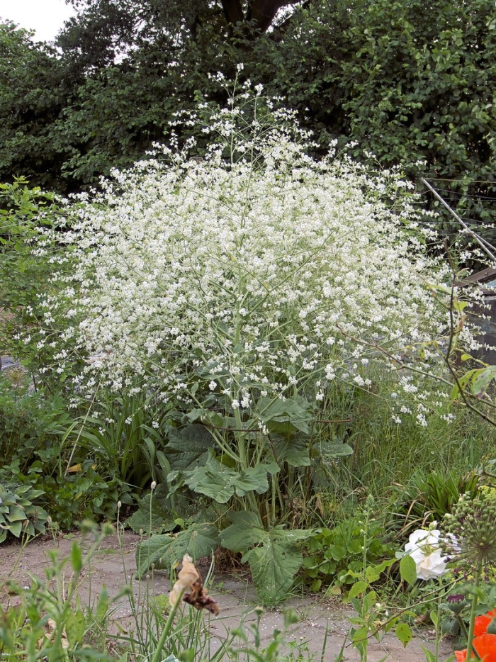 Катран (crambe cordifolia)