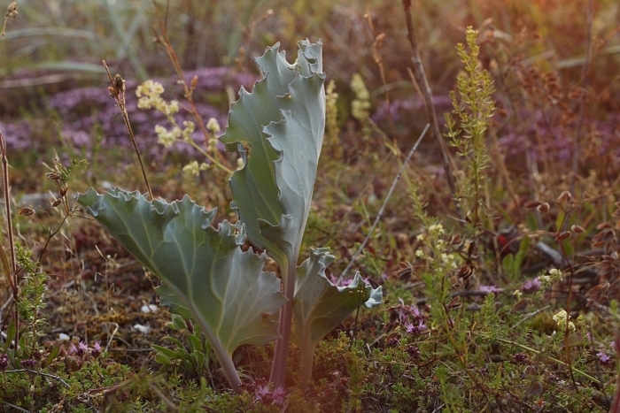Crambe maritima