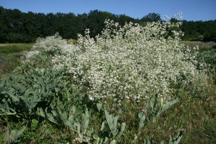Катран (crambe cordifolia)