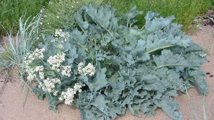 Катран растение