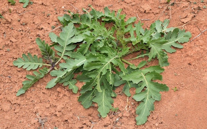 Катран татарский растение