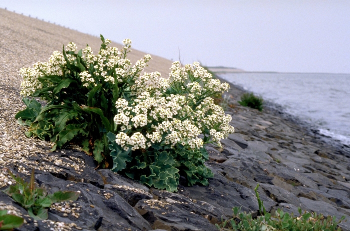 Катран crambe maritima