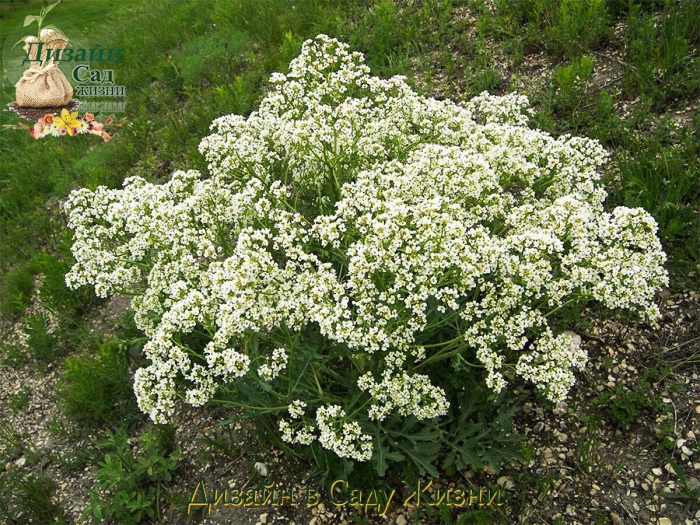 Растение катран