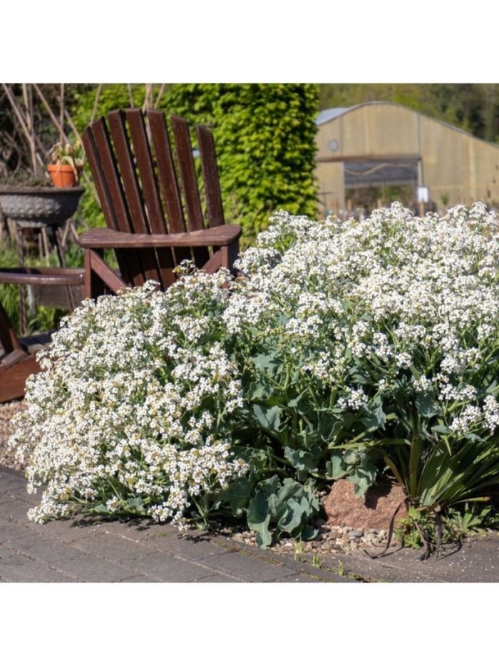 Катран (crambe cordifolia)