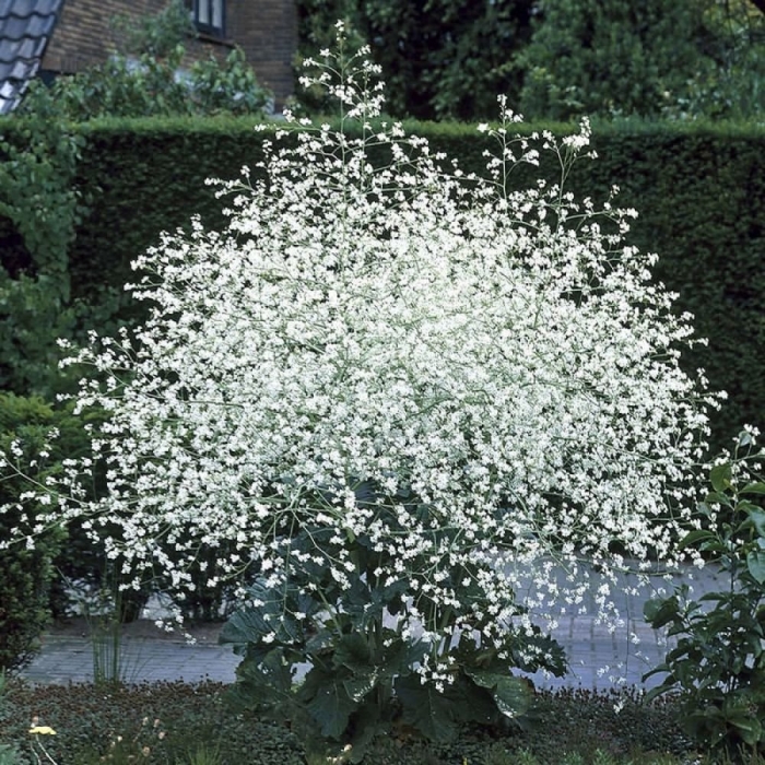 Катран кордифолия crambe cordifolia