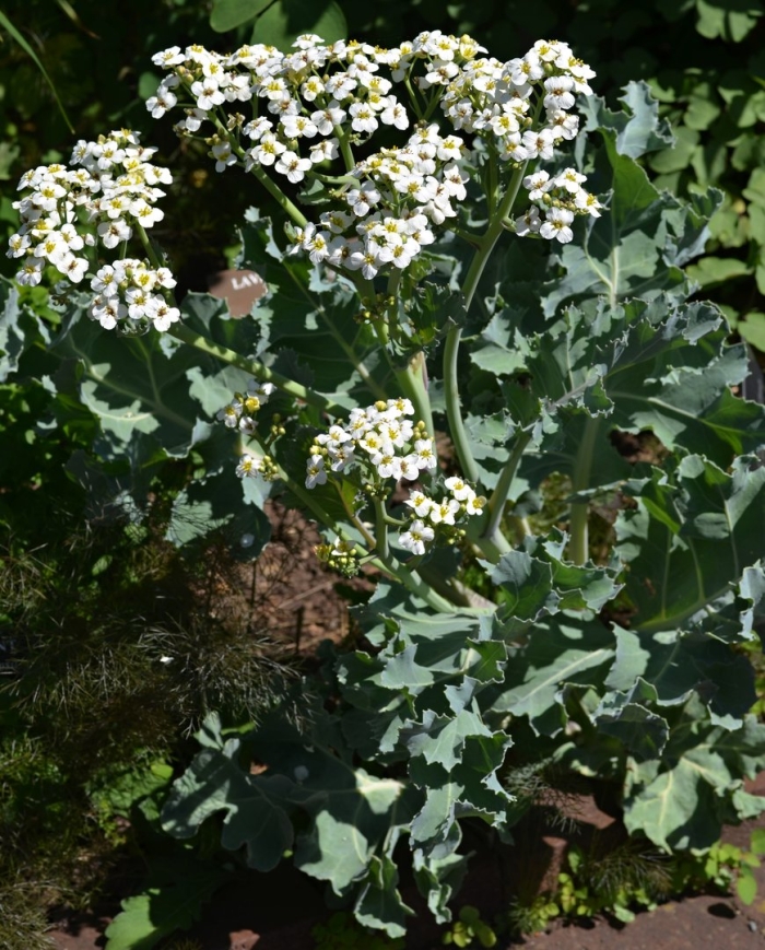 Катран crambe maritima