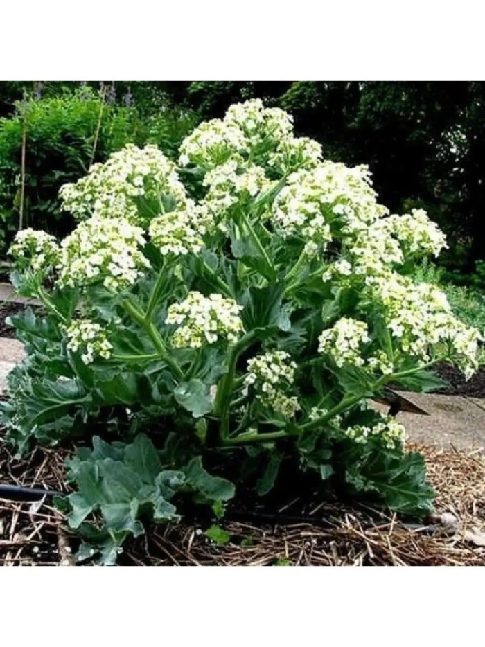 Катран (crambe cordifolia)