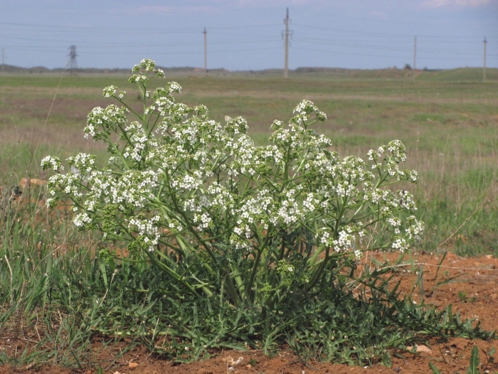Crambe tataria