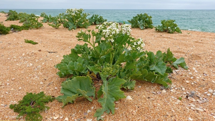 Катран crambe maritima