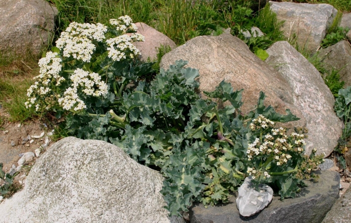 Катран (crambe cordifolia)