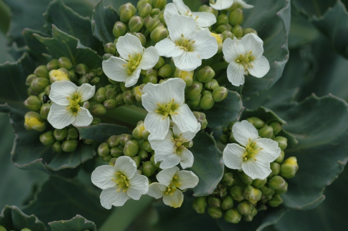 Катран crambe maritima