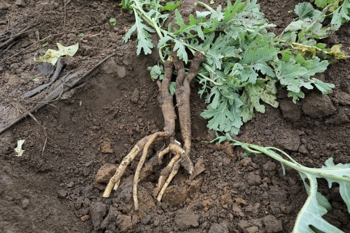 Корень хрен