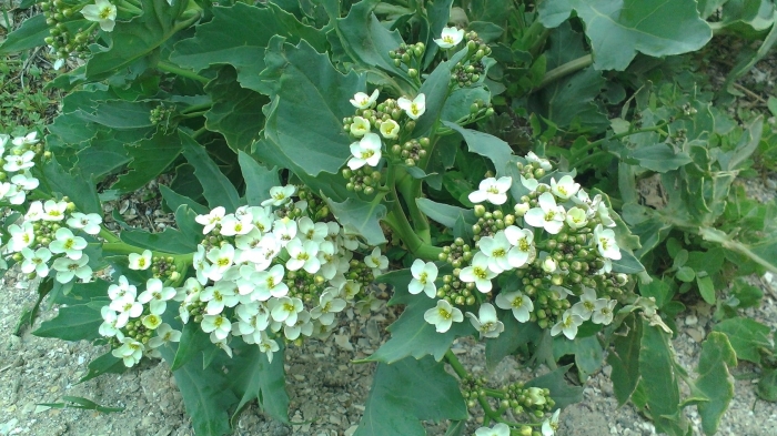 Катран crambe maritima