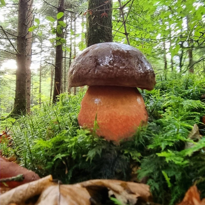 Дубовик крапчатый