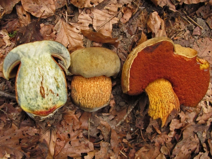 Поддубовик гриб ложный