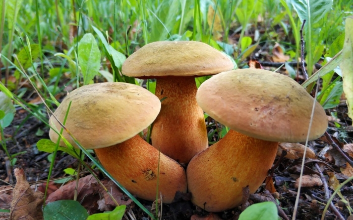 Гриб поддубовик дубовик