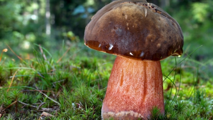 Гриб поддубовик сатанинский